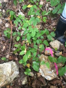Typical outcrop covered in poison ivy!